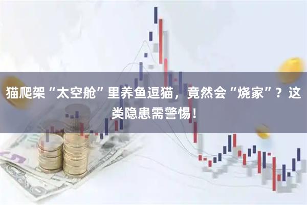 猫爬架“太空舱”里养鱼逗猫，竟然会“烧家”？这类隐患需警惕！