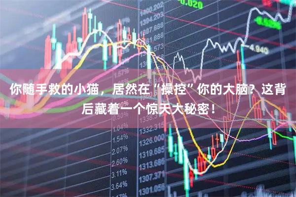 你随手救的小猫，居然在“操控”你的大脑？这背后藏着一个惊天大秘密！